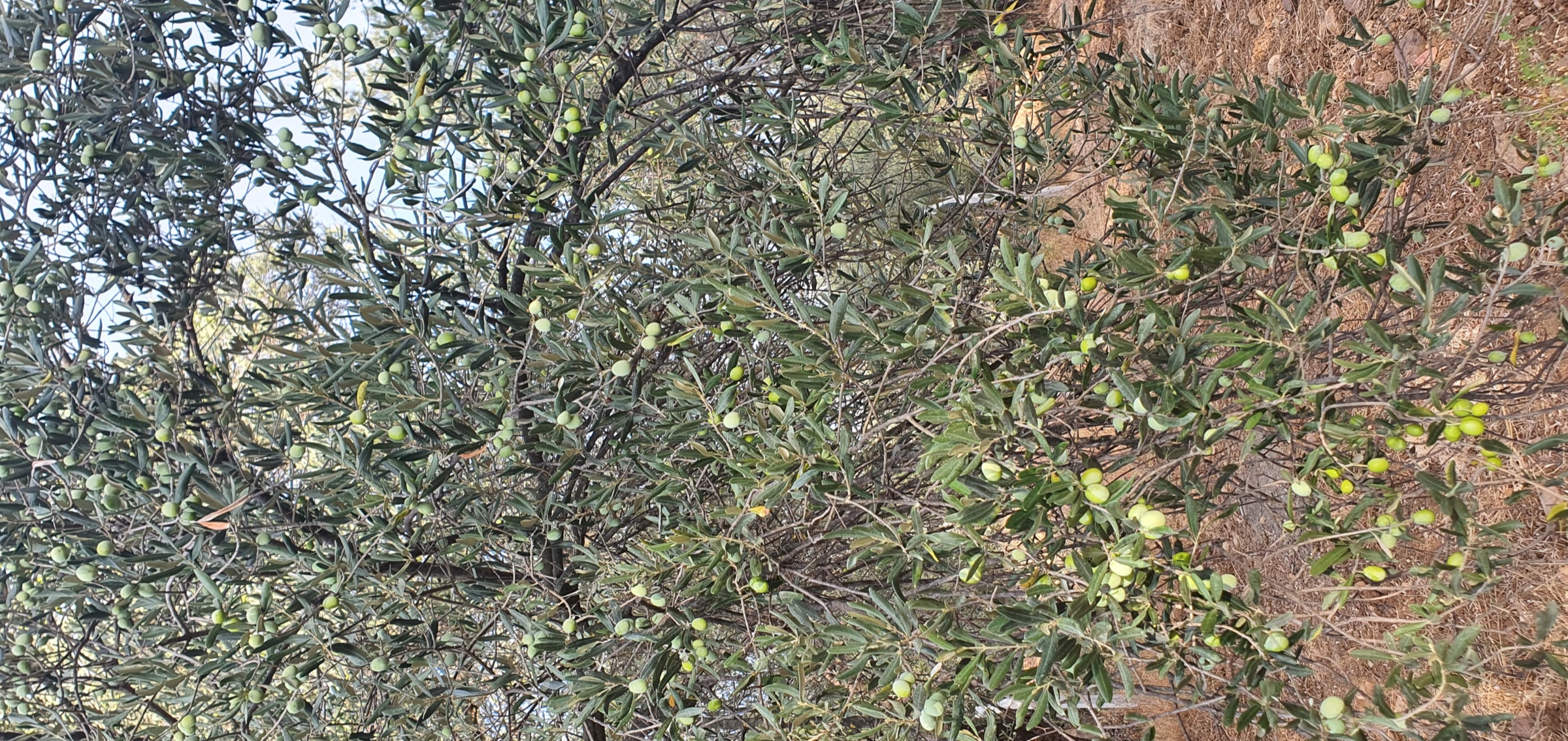 Olijftakken met onrijpe groene vruchten, close-up van de boomgaard in Ayvalık.