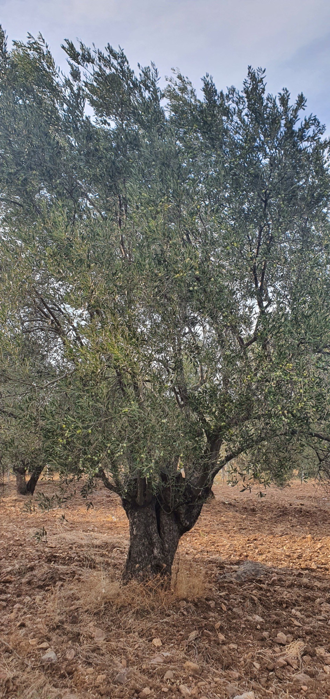 Een duizendjarige olijfboom, massieve, gegroefde stam met breed canopy.